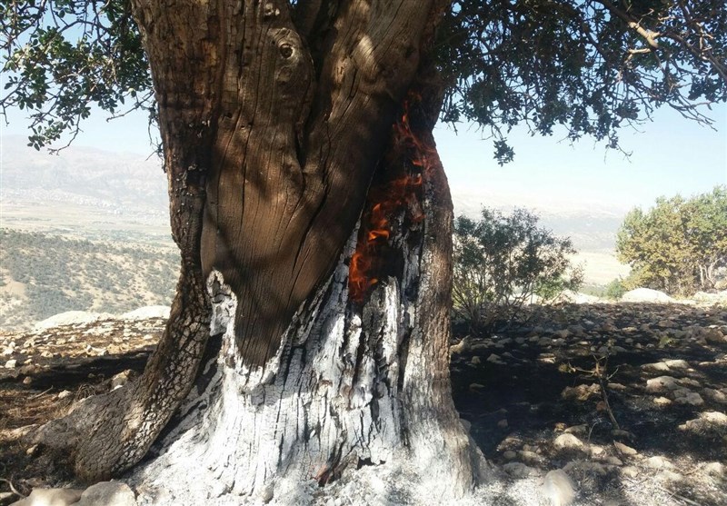 آتش سوزی جنگل‌های دارشاهی و دشتروم بویراحمد مهار شد+تصاویر