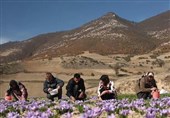 1.5 تن زعفران در شهرستان آزادشهر تولید می‌شود