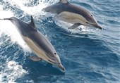 طرح پراکنش جمعیت دلفین‌های گوژپشت در پارک ملی دریایی دیر نخیلو اجرا شد
