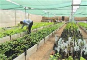 70 هزار «پیوندک» برای اصلاح درختان گردو به همدان اختصاص یافت