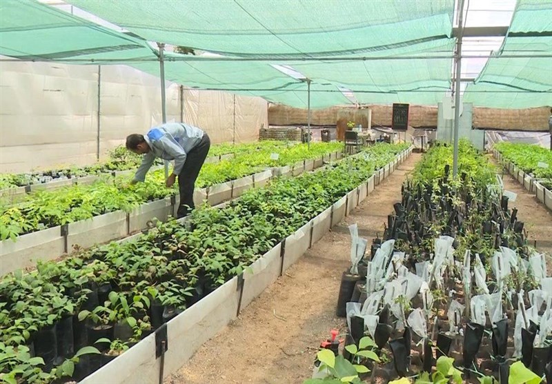 70 هزار «پیوندک» برای اصلاح درختان گردو به همدان اختصاص یافت