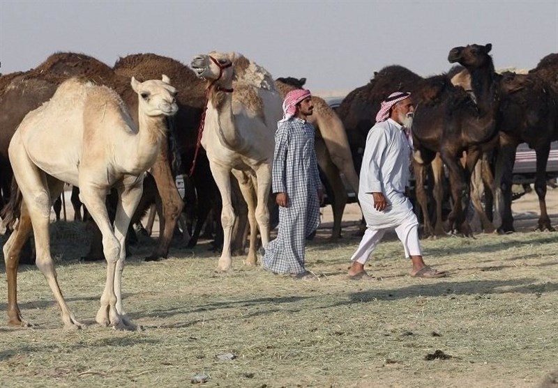 السعودیة تطرد الابل والأغنام القطریة+ فیدیو