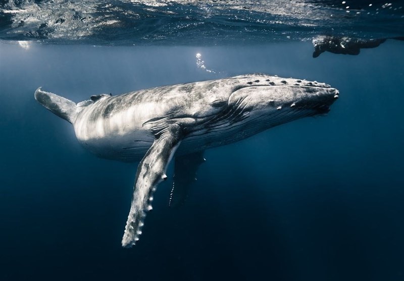 «تماشای نهنگ» در عکس روز نشنال جئوگرافیک