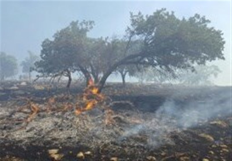 سریال ادامه‌دار نابودی درختان بلوط در جنگل‌های الوار گرمسیری شهرستان اندیمشک
