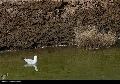 تالاب صالحیه - نظرآباد