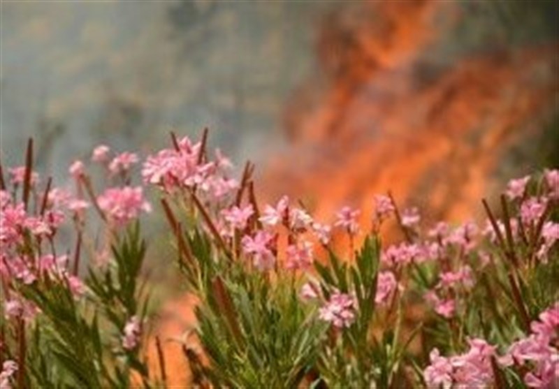 &quot;دلا&quot; آتش گرفت/ تلاش برای اطفاء حریق در جنگل‌های اندیکا ادامه دارد