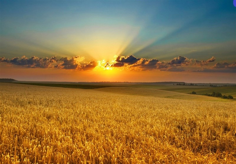 هشدار اوکراین درباره افزایش قیمت جهانی گندم