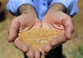 3100 تن دانه روغنی سویا از کشاورزان مازنی خریداری شد