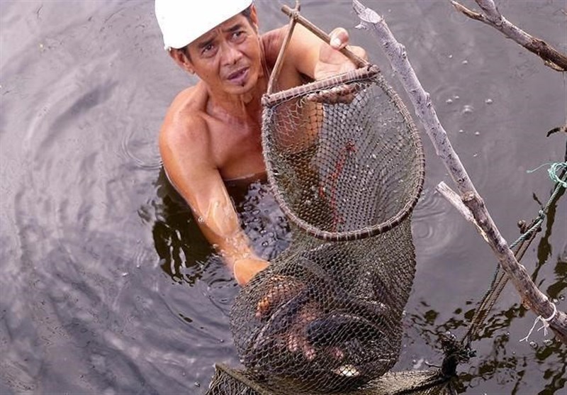 سالانه 20 هزار نفر به دلیل مصرف نوعی ماهی در تایلند می‌میرند
