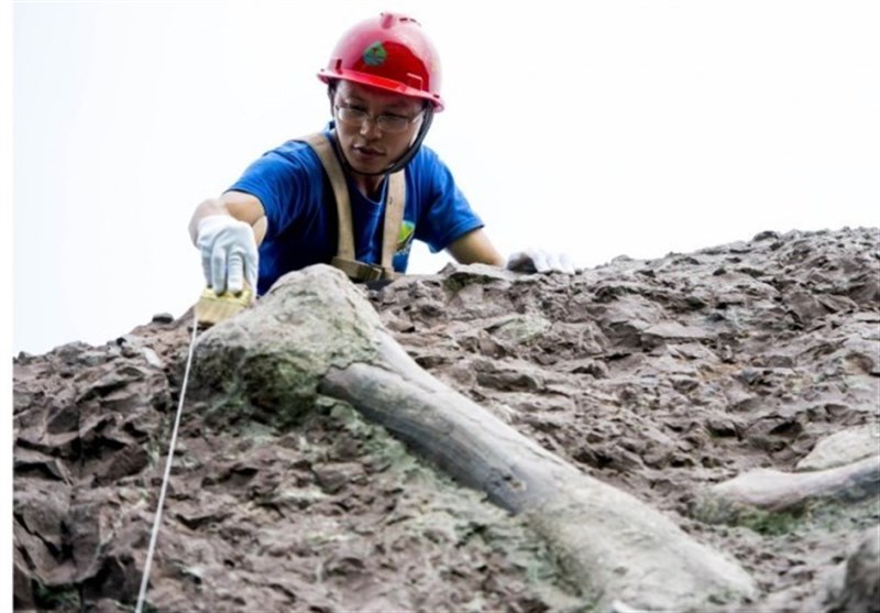بزرگترین دیوار فسیلی جهان در چین کشف شد+فیلم و عکس