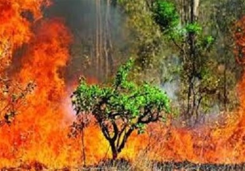 300 هکتار از عرصه‌های طبیعی کل کشور امسال دچار آتش‌سوزی شد