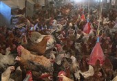 نامه گلایه‌آمیز مرغداران به وزیر جهاد کشاورزی؛ مرغ ارزان است