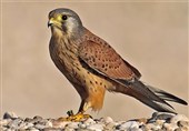دو قطعه پرنده شکاری در منطقه حفاظتی قمصر ـ برزک کاشان رهاسازی شد
