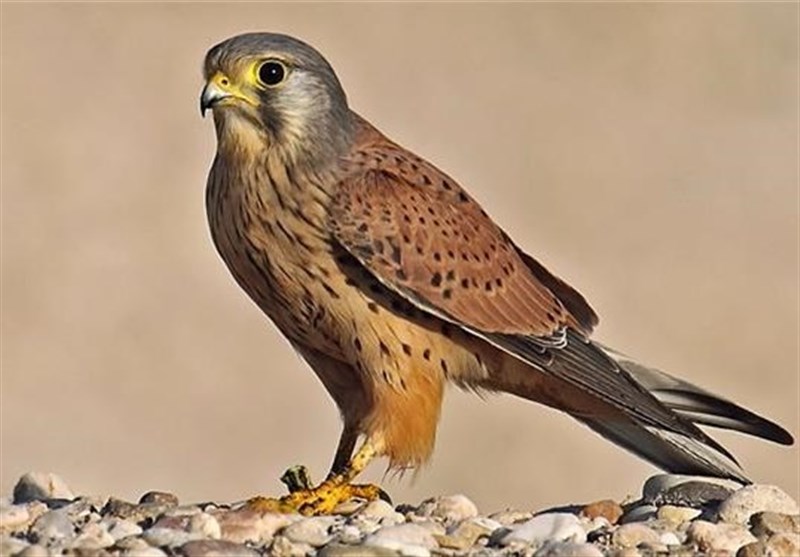 دو قطعه پرنده شکاری در منطقه حفاظتی قمصر ـ برزک کاشان رهاسازی شد