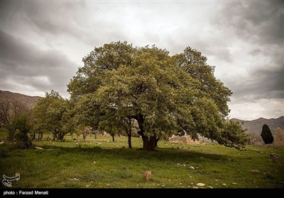 طبیعت تابستانی کرمانشاه