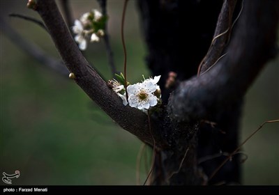 طبیعت تابستانی کرمانشاه