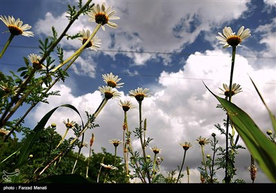 طبیعت تابستانی کرمانشاه