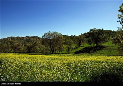 طبیعت تابستانی کرمانشاه