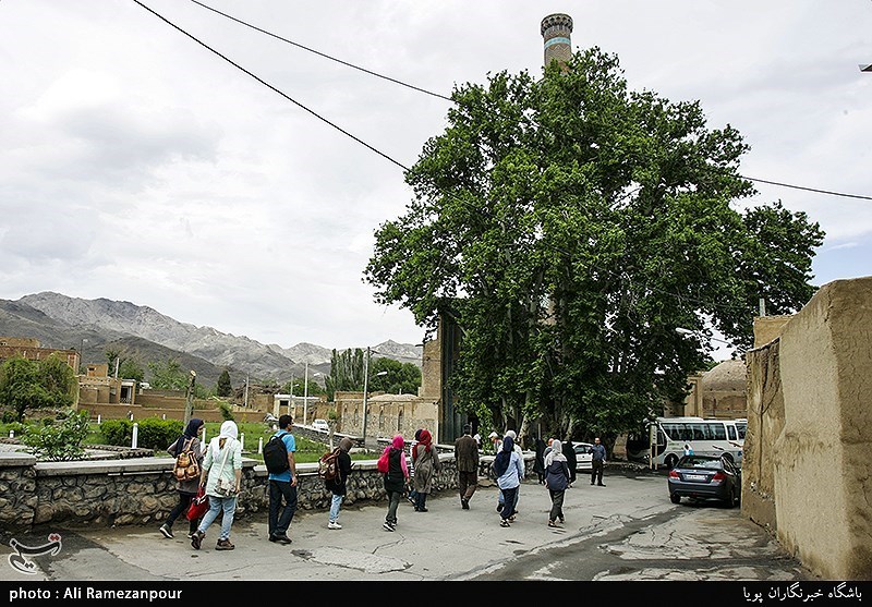 حکایت عجیب درختان ایرانی؛ سروی که بین شاخه‌هایش قرآن می‌گذارند