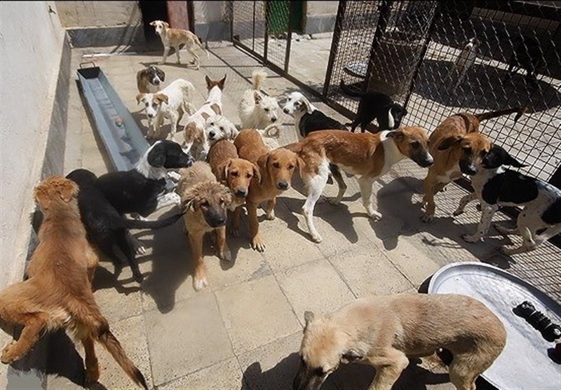 خوزستان |برای اولین بار جمع‌آوری سگ‌های ولگرد در هندیجان انجام شد