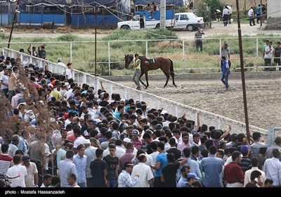 هفته دوم کورس اسبدوانی بندرترکمن