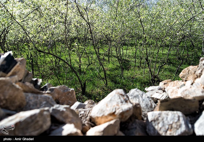 مشکلات باغستان‌های سنتی قزوین مورد غفلت واقع شده است