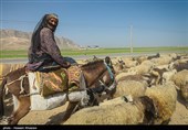 کوچ پاییزه عشایر اردبیل از ابتدای مهرماه آغاز میشود