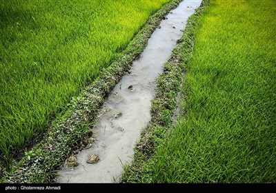 شالیکاری در شرق مازندران