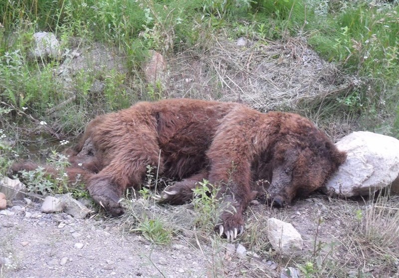 خرس قهوه‌ای کشف‌شده در آمل با اسلحه شکاری کشته شده است