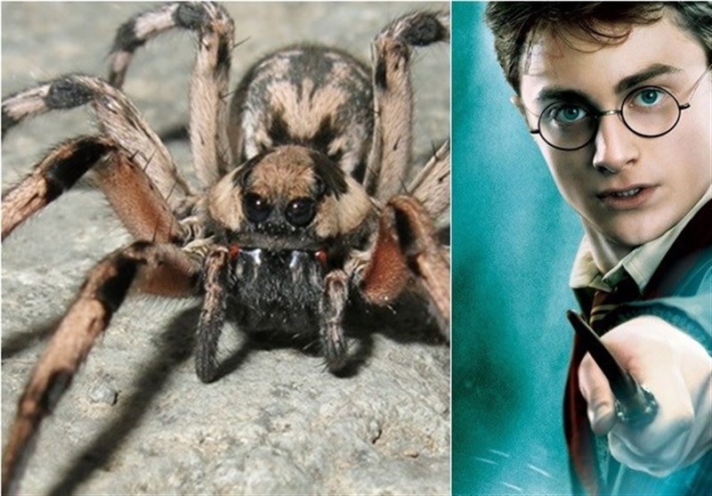 عنکبوت «هری‌پاتر» در کرمان شناسایی شد+تصاویر
