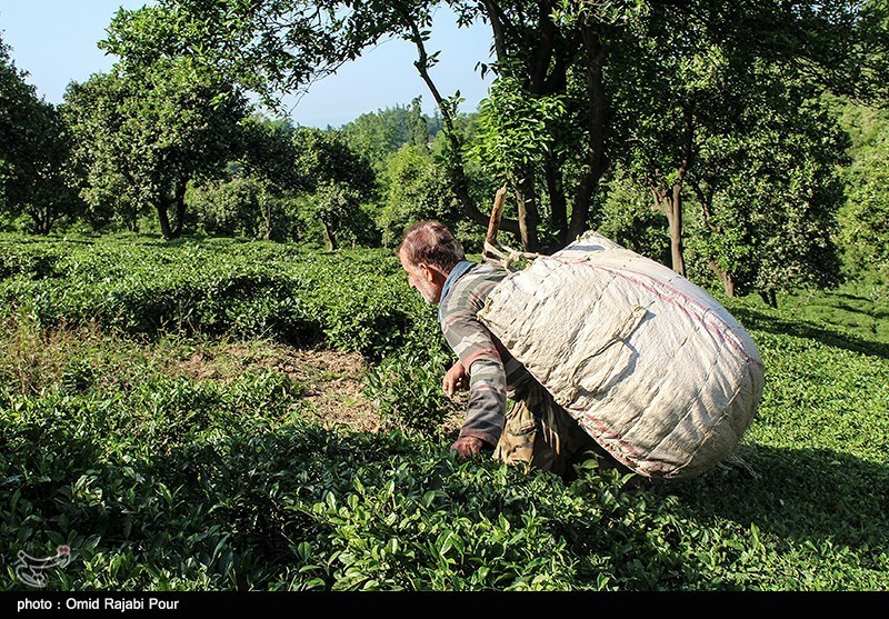 تولید چای در کشور 20 درصد کاهش یافت