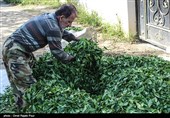 رشت|‌ مهلت انجام بیمه باغات چای شمال تا پایان اسفند 96 تمدید شد