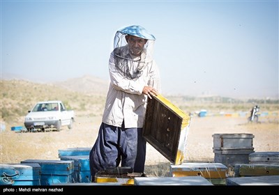 بالصور.. انتاج العسل الطبیعی فی ایران