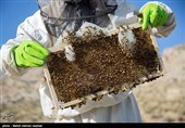 چگونه «عسل طبیعی» را از عسل تقلبی تشخیص دهیم