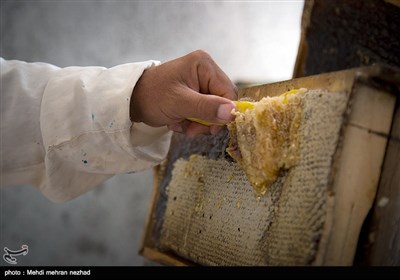 بالصور.. انتاج العسل الطبیعی فی ایران