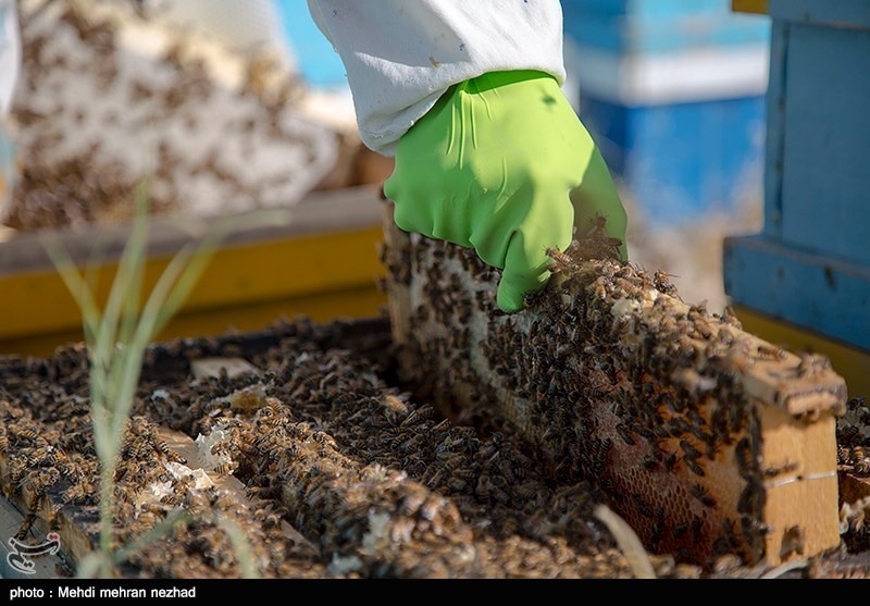 کام زنبورداران استان کردستان تلخ شد/ کاهش تولید عسل به دلیل گرد و غبار