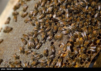 بالصور.. انتاج العسل الطبیعی فی ایران