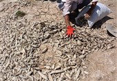گزارش| حال و روز بد تالاب بین‌المللی &quot;هامون&quot;/ میلیون‌ها ماهی در بستر تالاب تلف شدند