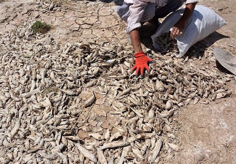 گزارش| حال و روز بد تالاب بین‌المللی &quot;هامون&quot;/ میلیون‌ها ماهی در بستر تالاب تلف شدند