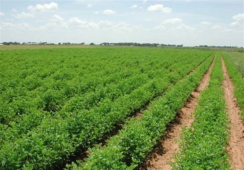 طرح نظام نوین ترویج کشاورزی در سراسر کشور اجرایی شد