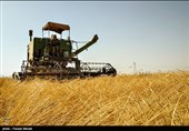عبور تولید غلات ایران از 20 میلیون تن در سال زراعی جاری