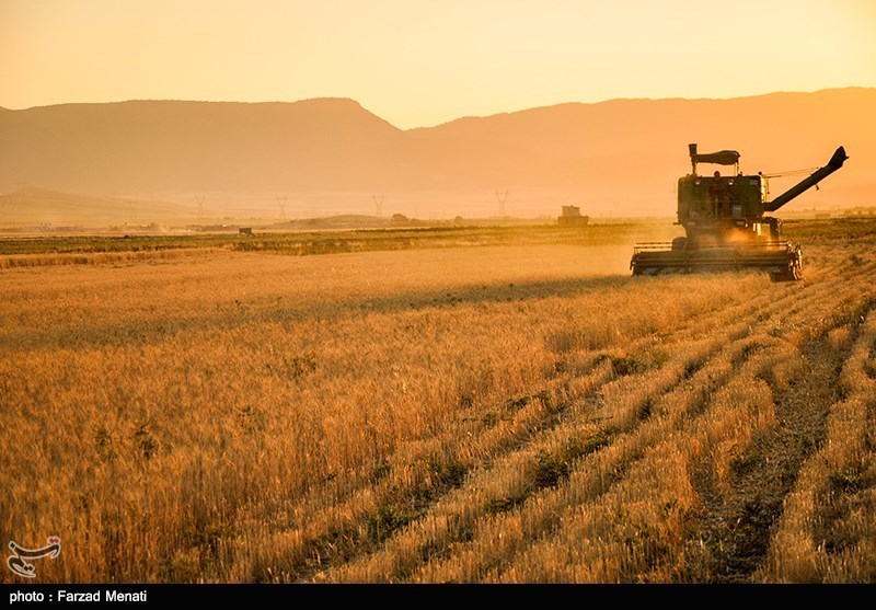 استان کرمانشاه ظرفیت ذخیره‌سازی بیش از یک میلیون تن گندم را دارد