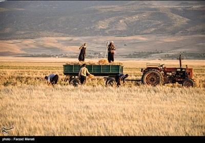 برداشت گندم در کرمانشاه