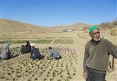 طرح &quot;روستا-تعاون&quot; در 33 روستای استان زنجان انجام می‌شود‌