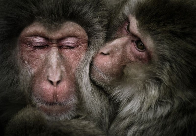 عکس روز نشنال جئوگرافیک از «میمون‌های برف»