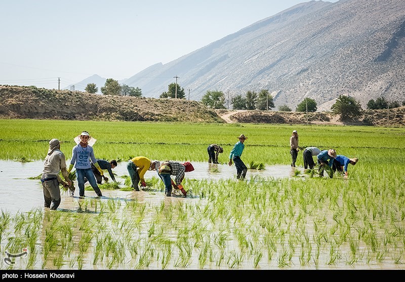 کشت برنج در 650 هزار هکتار از اراضی 19 استان کشور