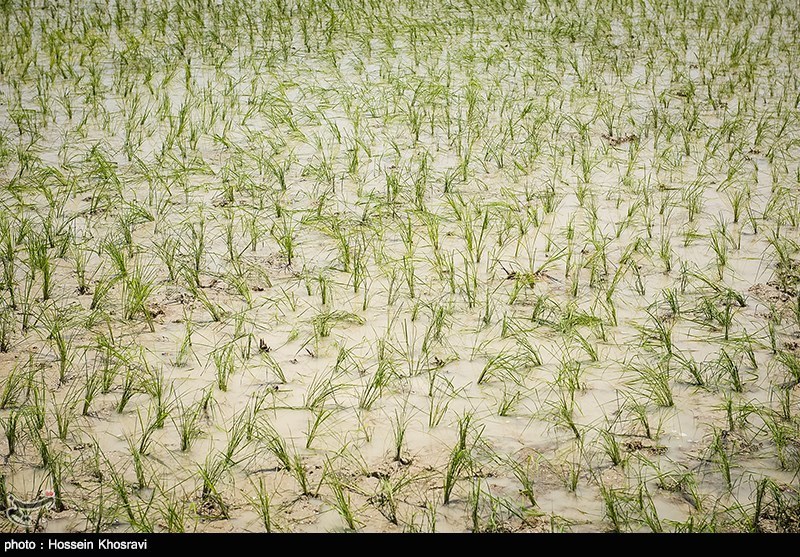 جیره‌بندی 48 ساعته آب در روستای «حسین‌آباد»/ دهان‌کجی شلتوک‌های برنج به بی‌آبی مردم