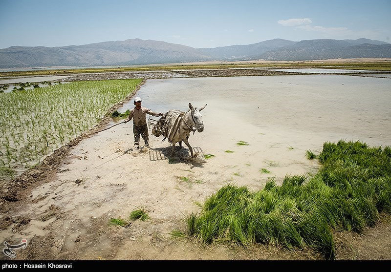 اصفهان| کاهش 68 درصدی کشت برنج در لنجان؛ مسئولان به کشاورزان امید واهی ندهند
