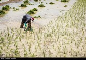 اصلاح الگوی کشت برنج در سطح استان اصفهان؛ از پساب‌های تصفیه شده در بیابان زدایی استفاده می‌شود