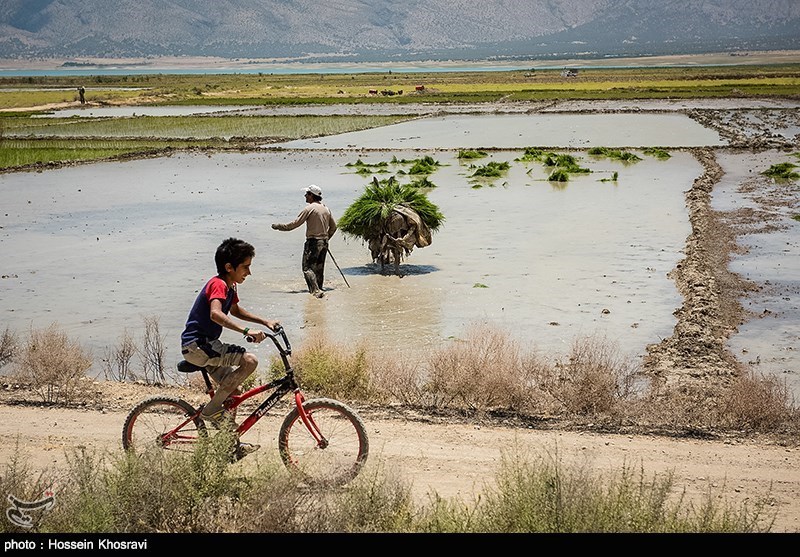 زنجان| ممنوعیت کشت برنج در خارج از استان‌های شمالی